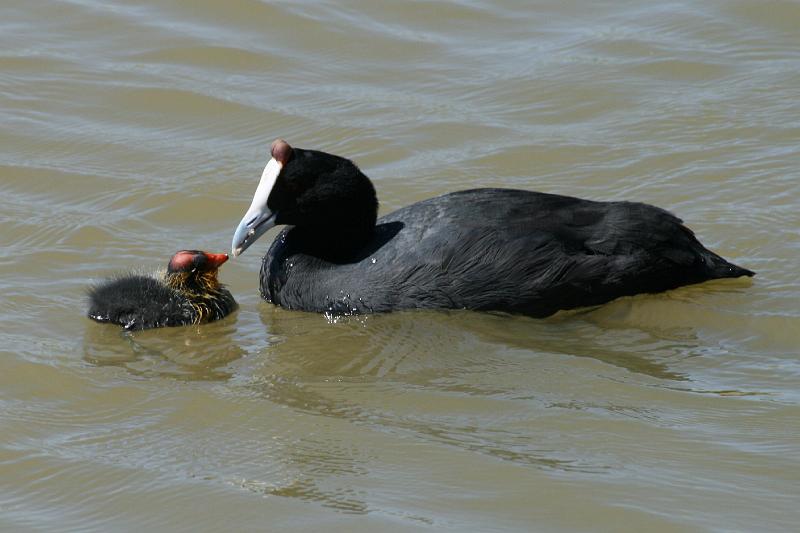 ma frieda 087.JPG - Bleshoender kuiken saam met ma